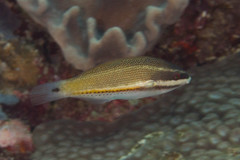 Stethojulis trilineata