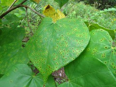 Pseudocercospora vitis