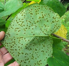 Pseudocercospora vitis