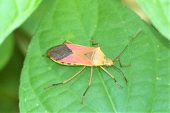 Plinachtus acicularis