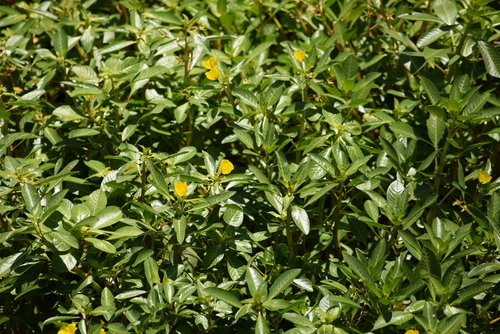 photo of Primrose-willows (Ludwigia)