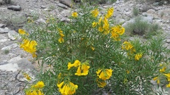 Tecoma stans angustata