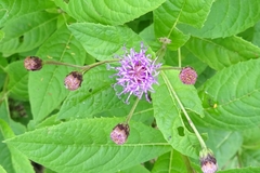Vernonia greggii