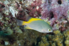 Pomacentrus lepidogenys