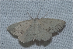 Taxeotis perlinearia