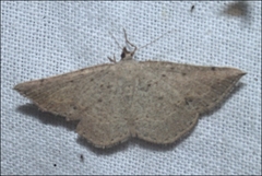 Taxeotis perlinearia