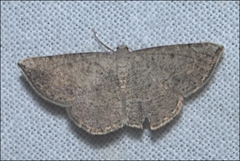 Taxeotis perlinearia