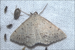 Taxeotis perlinearia