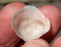 Malluvium devotum