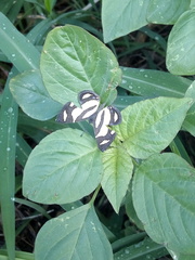 Baeotis zonata zonata