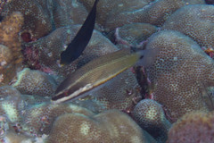 Stethojulis trilineata