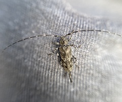 Acanthocinus pusillus