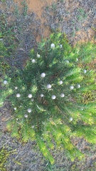 Leucadendron galpinii