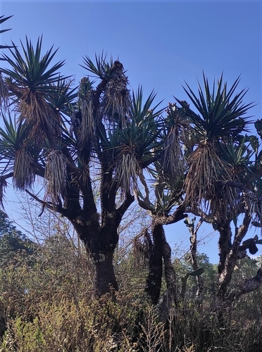Image of Yucca jaliscensis by (c) Elena Brancaccio, some rights reserved (CC BY-SA)