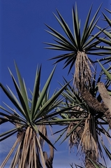 Yucca jaliscensis