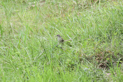 Pycnonotus blanfordi