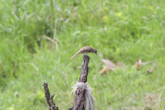 Pycnonotus blanfordi