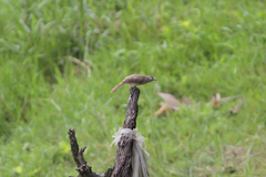 Pycnonotus blanfordi