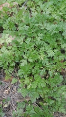 Conium maculatum