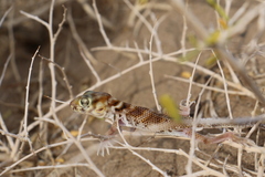 Teratoscincus przewalskii