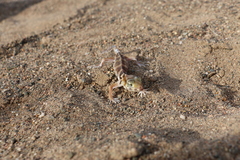 Teratoscincus przewalskii