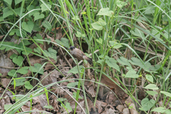 Pycnonotus