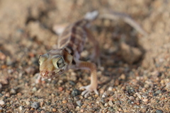 Teratoscincus przewalskii