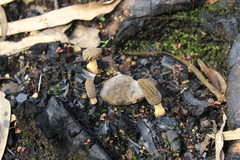 Morchella