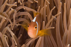 Amphiprion leucokranos