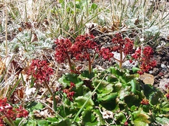 Micranthes purpurascens