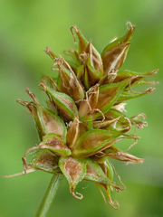 Carex hoodii