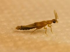 Distremocephalus texanus