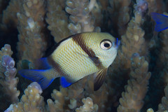 Dascyllus reticulatus