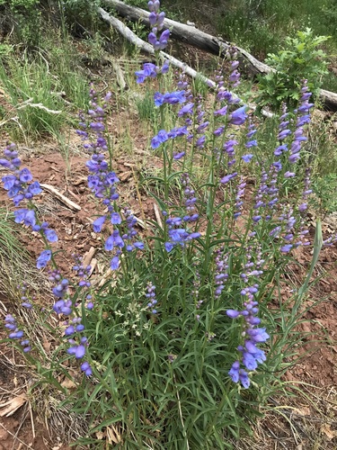 Mancos penstemon (Penstemon strictiformis)