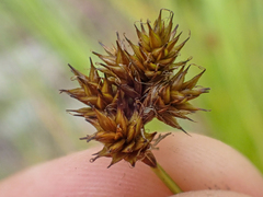 Carex hoodii