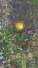 Leucospermum praecox