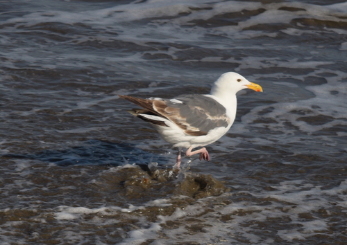 photo of Western Gull (Larus occidentalis)