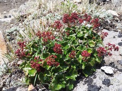 Micranthes purpurascens