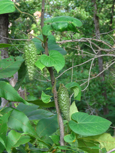 Image of Matelea hirtelliflora by (c) Annika Lindqvist, some rights reserved (CC BY)