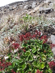 Micranthes purpurascens