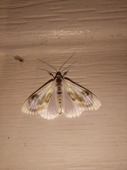 Cliniodes ostreonalis