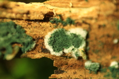 Trichoderma