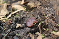 Geoscypha violacea