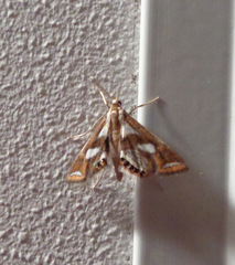 Chrysendeton imitabilis