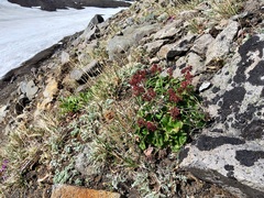 Micranthes purpurascens