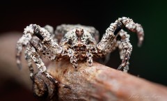 Stephanopis altifrons