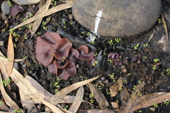 Geoscypha violacea