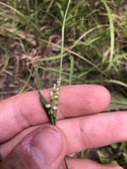 Polygala verticillata isocycla