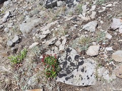 Micranthes purpurascens