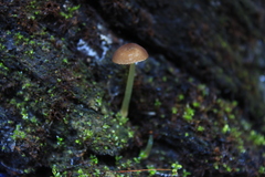 Pluteus nanus
